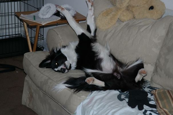 Messi Sleep On Couch