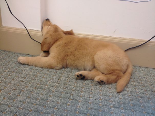 Kona Just Wanted To Rest Her Head