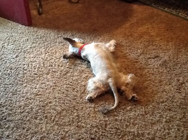 Mila Roo So Tired After Bath And Haircut.