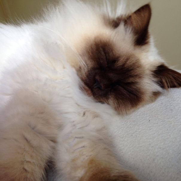 Maze Smileling In His Sleep