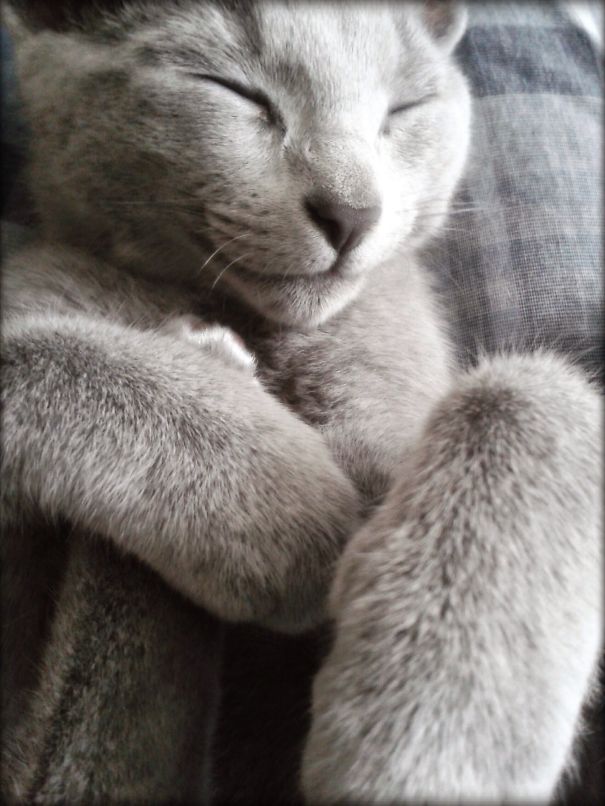 She's One Happy Kitty