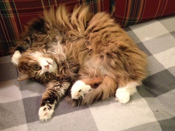 Rogo Only Smiles If You Scratch His Belly.