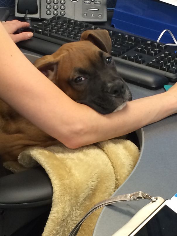 Archie Works Hard For The Money!