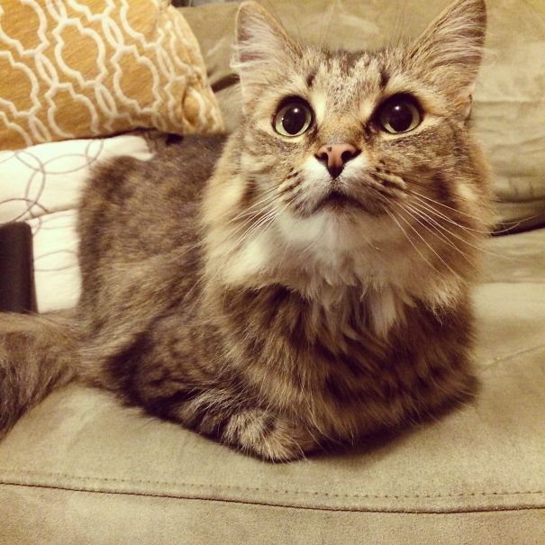 I Adopted My First Cat Who Is 6 Years Old. Her Name Is Asha.