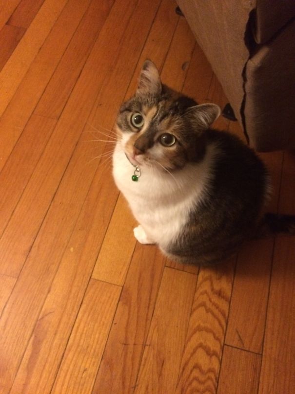 I Adopted This Sweetheart From The Shelter When She Was 3 Years Old And Has Been There For 6 .