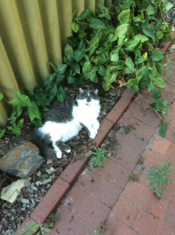 This Is Barry. The Vet I Adopted Him From (after He Was Found In A Bin) Suspects He's 10 Or More.