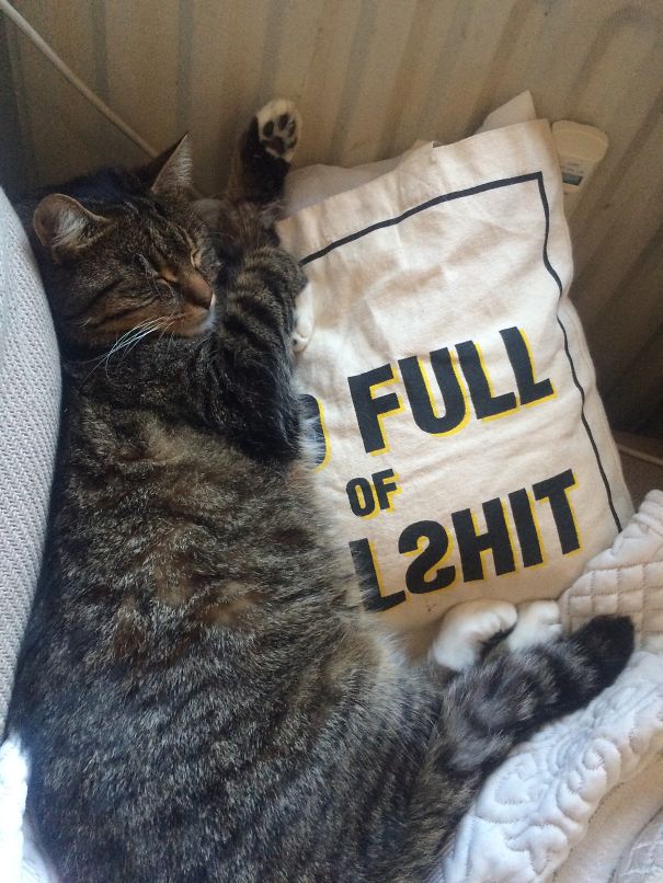 I Addopted This Big Boy 3 Years Ago. He Was 4 Then. His Name Translated Is Fat Leo. Nr #1 Cat