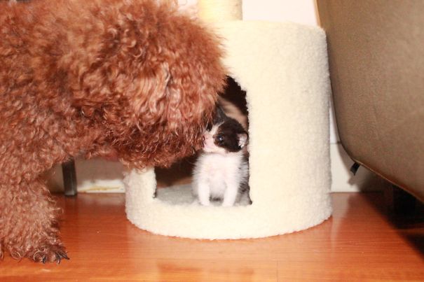 I Found This Kitten By The Street Five Days Ago