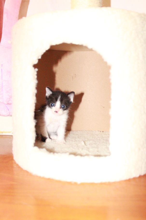 I Adopted Both Of Them At Different Time.the Big One Is Barlin, The Little Kitten Is Zimba