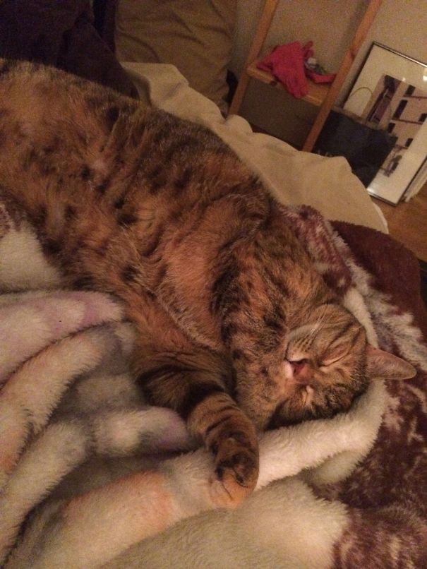 My Boyfriend & I Adopted The Cat Who Had Been At The Shelter The Longest. 5 Yr Old Jax!