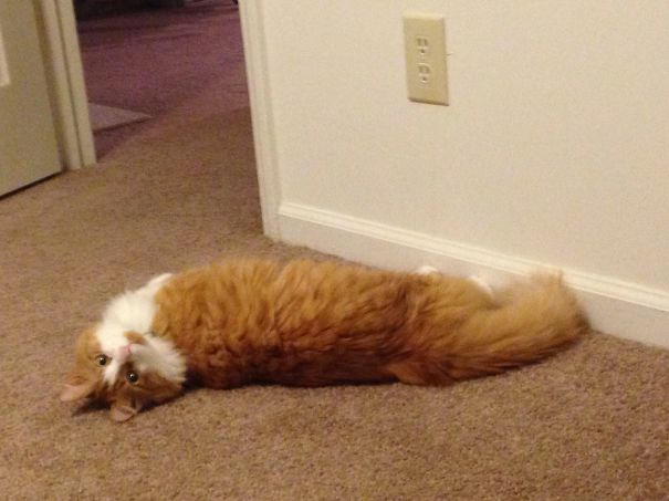 Adopted This 4 Year Old Handsome Man After He Spent 2 Years At The Shelter!