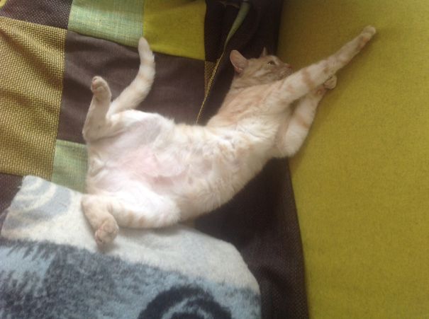 He Is Now 13th Years Old, We Have Flipke From A Resque Shelter. It Was Very Warm That Day.