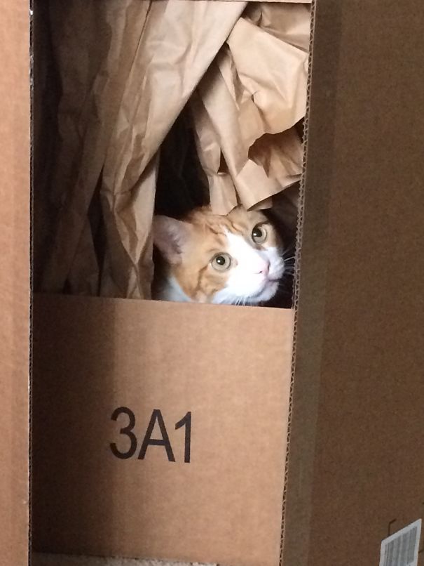 Oliver (inbred) Would Have Been Euthanized If I Hadn't Adopted Him. He's 8 Now And I Love Him!!