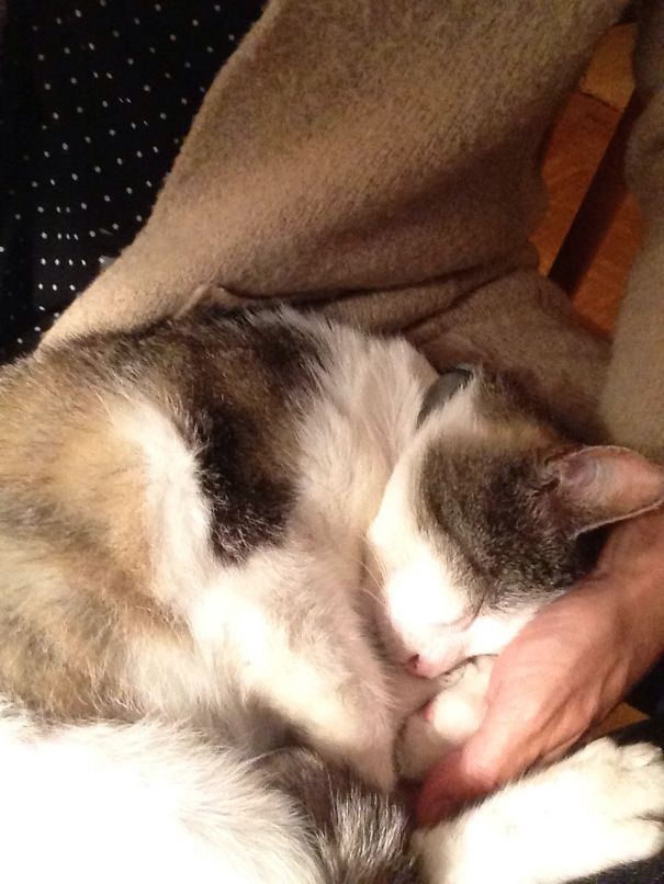 My Cat Adopted Me! Three Years Agieren This Cat Chose Us As Ist Family. He's About 12-14 Years