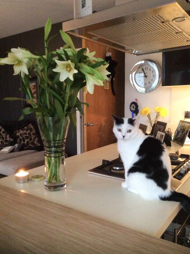 Tinkerbell Was Dumped At The Cat Shelter Because 'she Didn't Match The Furniture' Which Was Bro