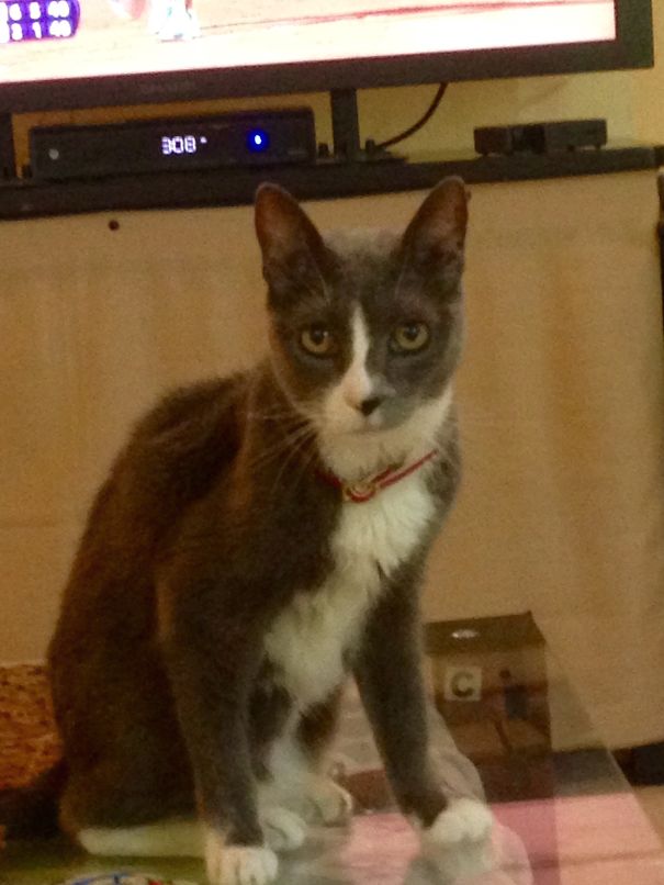 This Is My Sweet Grey, We Found Her Outside The Door, Very Skinny And Lots Of Scars,and Now...