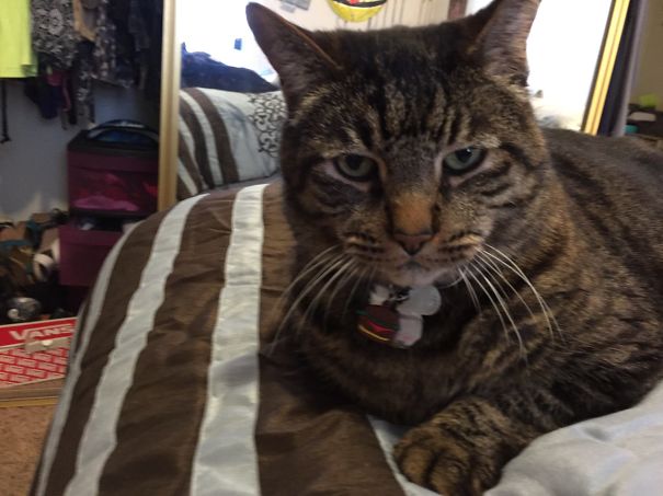 Went To The Shelter For A Kitten And Came Back With 2 Year Old Simba Had Him 11 Years Now