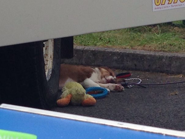 Looks Like He's Been Knocked Over... Just Asleep...