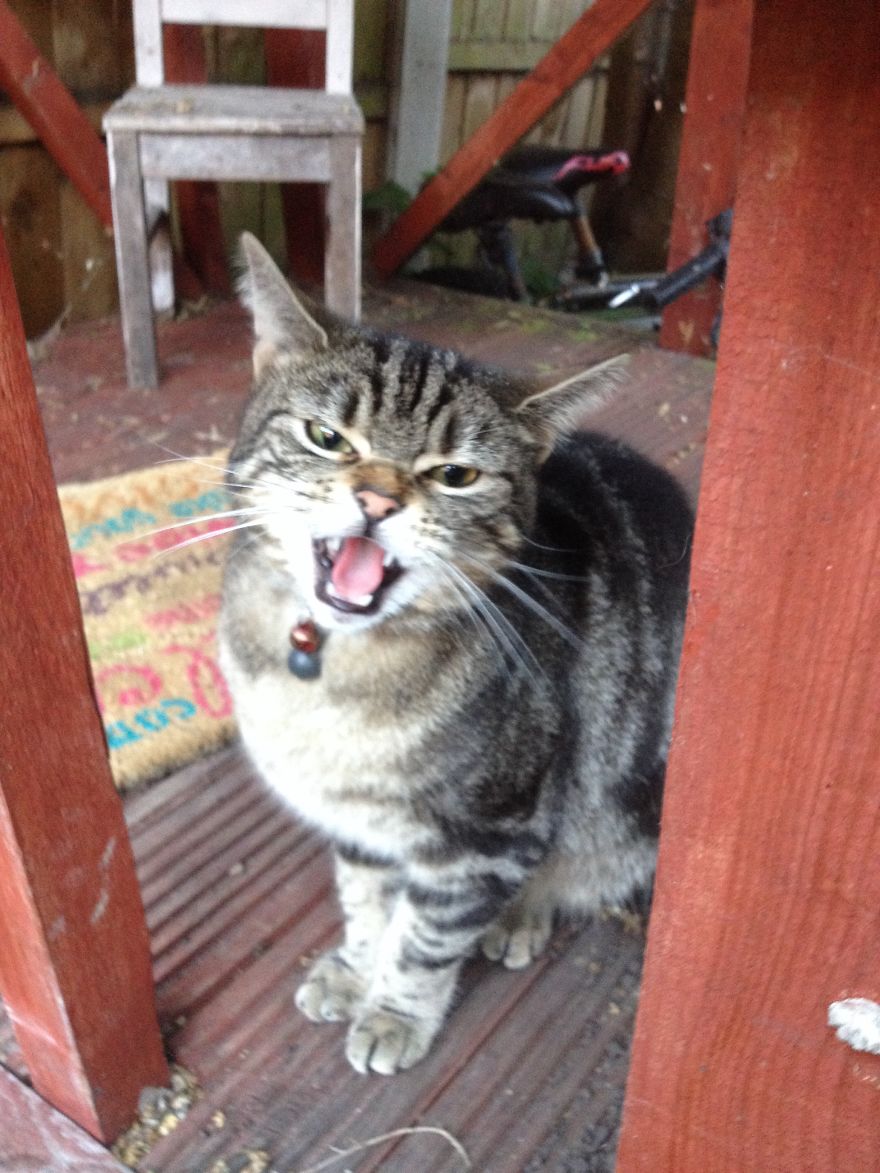 Enough Already! Give A Cat Some Peace Won't Ya