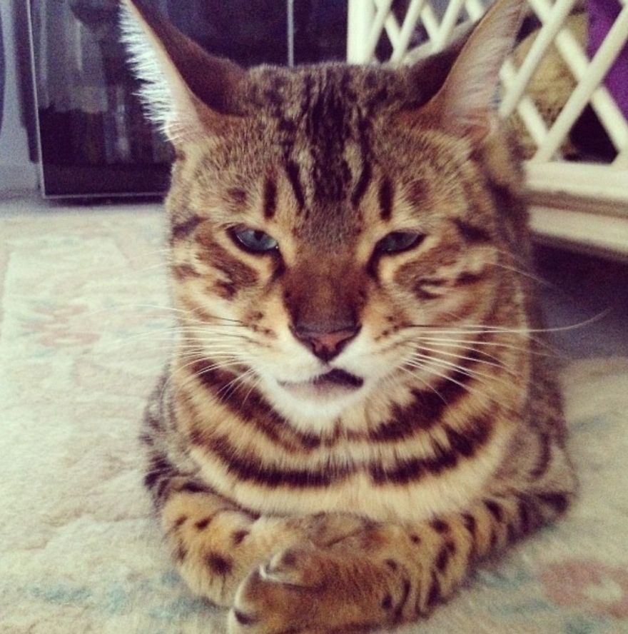 My Human Scolds Me When I Leap On The Kitchen Benches To De Clutter Them. I Am Unimpressed.