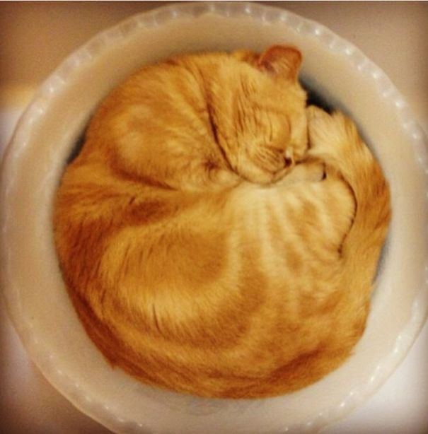 Meet My Sleeping Beauty Çiko