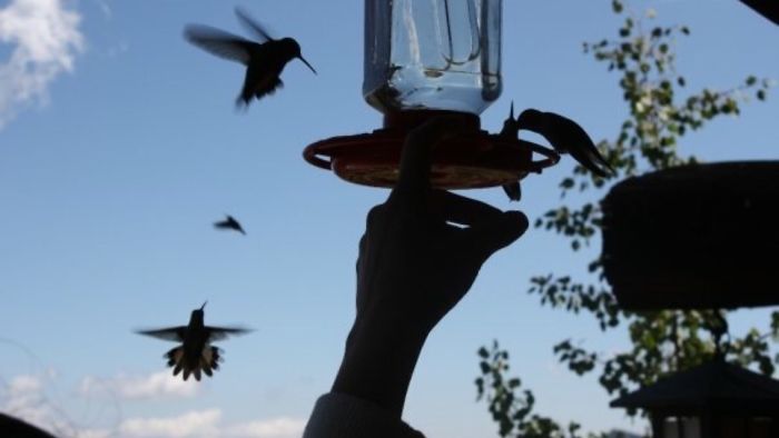 Touching Hummingbirds In Colorado