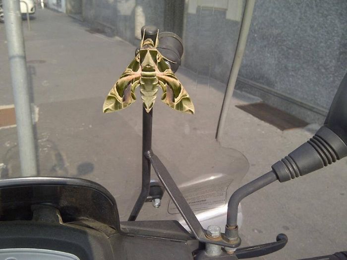 A Butterfly Wanted A Ride For Free And Thought I Wouldn't Have Seen Her