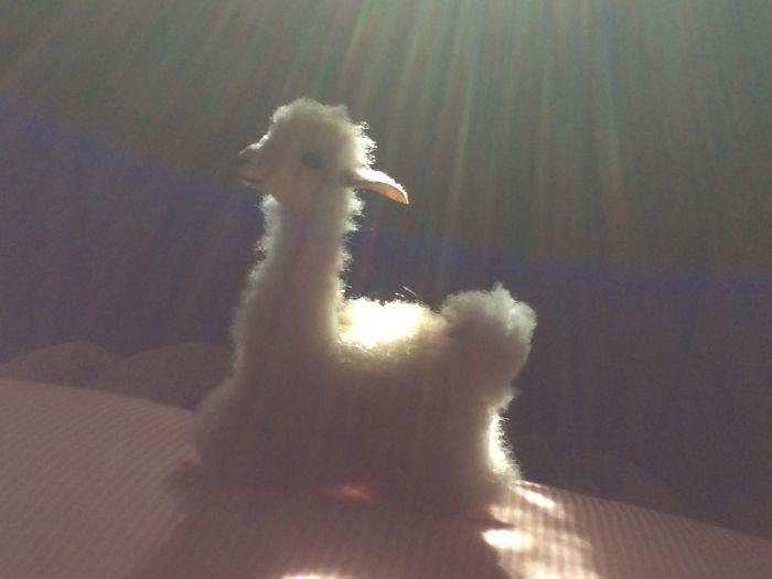 This Is My Toy I Took It No Photo Shop No Editing I Just Got That Sun Thing In My Camera