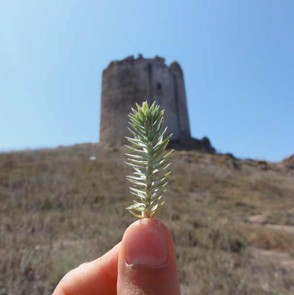 I Document The Scents Of Sardinia To Remember The Smells Of My Land