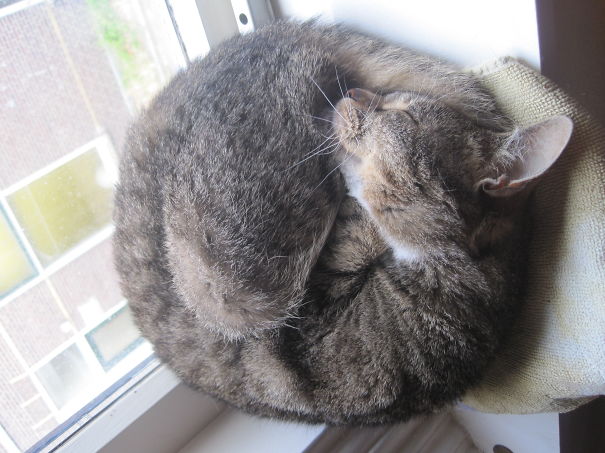 Kitties Are Acrobats Even In Their Sleeps. This Is Kelly.