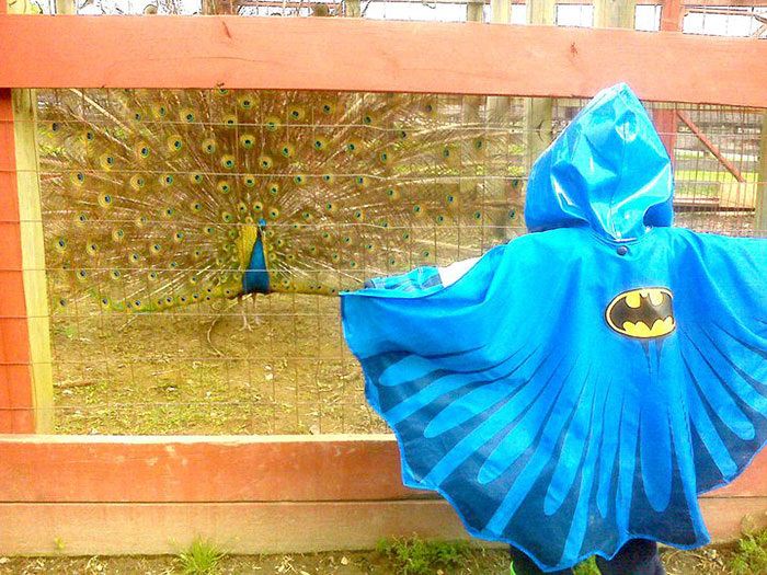 kid-jacket-batman-challenge-peackock-farm-zoo-1