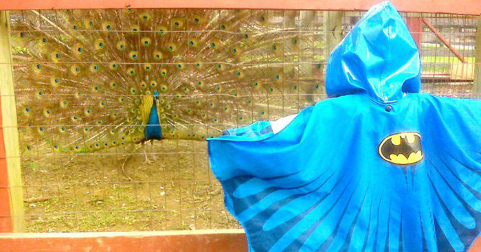 Dad Took His Son Wearing A Batman Jacket To A Zoo – This Peacock Took It As A Challenge