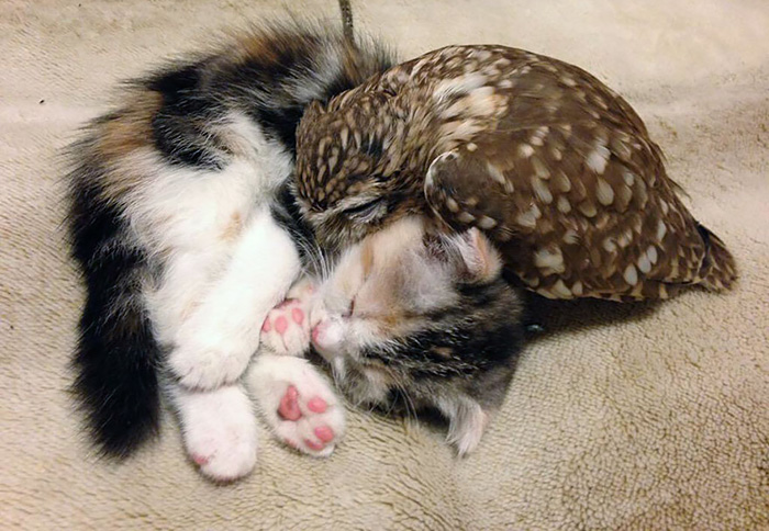 Kitten And Owlet Become Best Friends And Nap Buddies