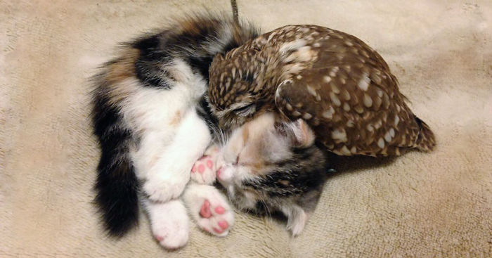Kitten And Owlet Become Best Friends And Nap Buddies