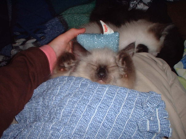 Goodnight Sweet Prince