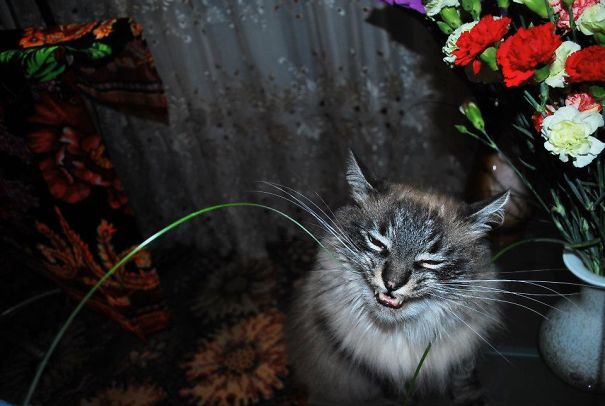 Lets Eat All The Flowers!