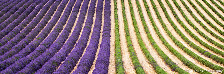 lavender-fields-harvesting-3 lavender-fields-harvesting-3
