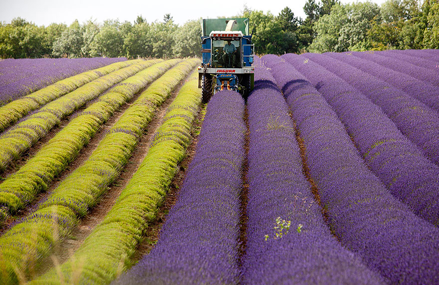 lavender-fields-harvesting-8 lavender-fields-harvesting-8