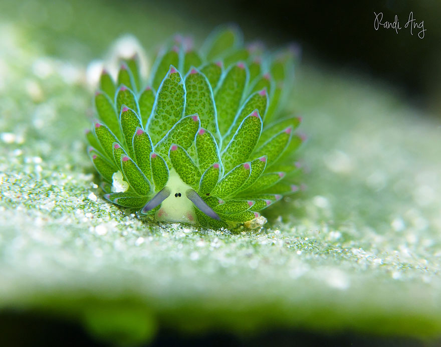 Leaf sheep sea slug Costasiella kuroshimae with vibrant green leaf-like appendages on a sandy underwater surface.