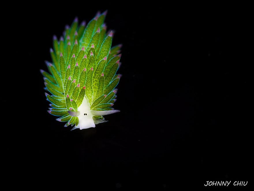 Close-up of a vibrant leaf sheep sea slug Costasiella kuroshimae showcasing nature&rsquo;s tiny phenomenon on a black background
