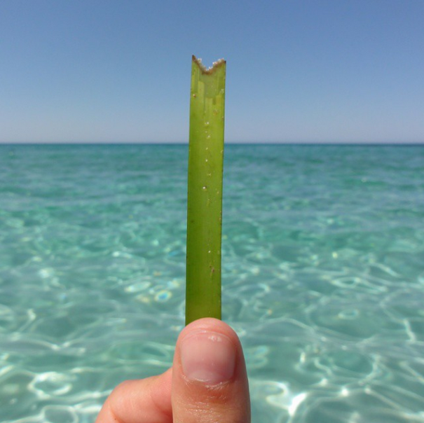 I Document The Scents Of Sardinia To Remember The Smells Of My Land
