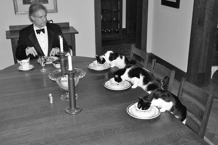 When His Wife Goes On Vacation, This Man Has Secret Fancy Dinners With His Cats