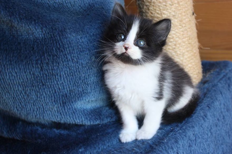 Sometimes I Wish I Wasn't This Gorgeous .. And Then Maybe "my Humans" Would Not Kiss Me So Much