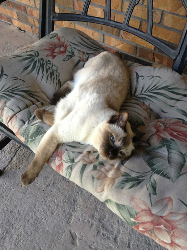 We Took A 13 Year Old Siamese Cat