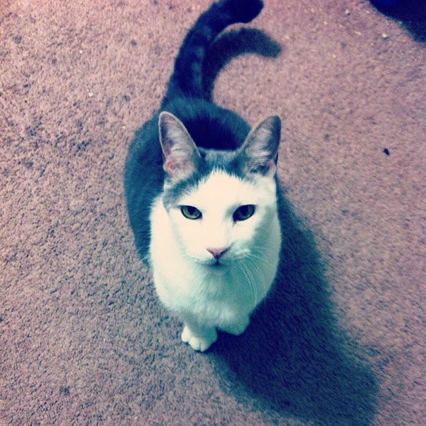 We Adopted An Older Cat Today. We Felt That Dexter Was A Fitting Name For Very Serious Kitty