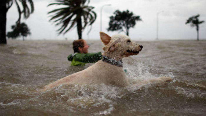 Giant Dog Saves Tiny Woman