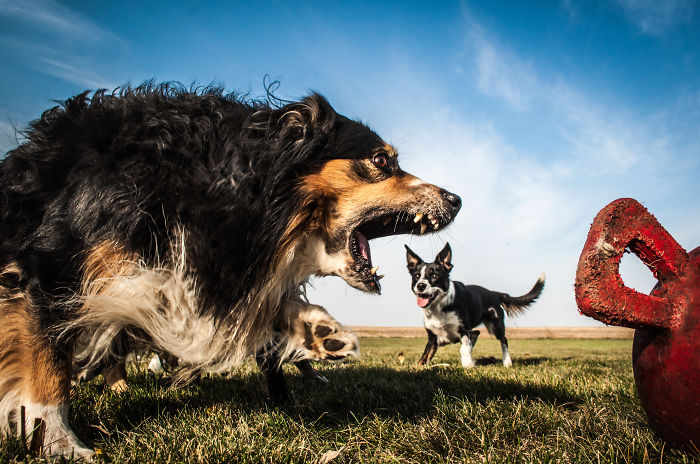 My Dog And A Friend's Dog. Hilarious Accidental Forced Perspective