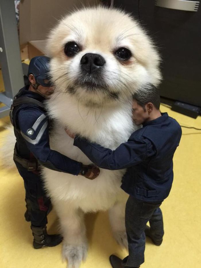 Giant Dog Or Tiny Men