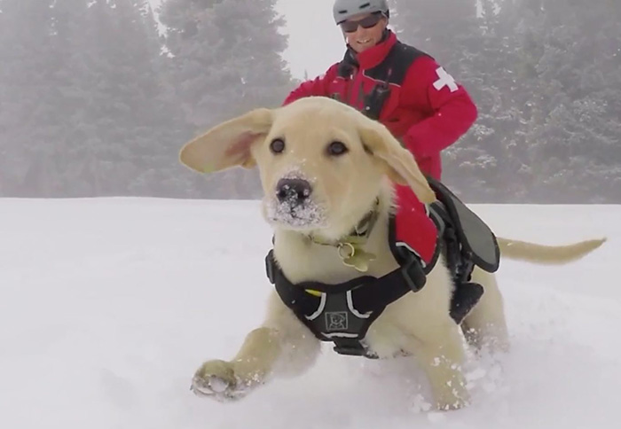 Giant Puppy Playing In The Snow