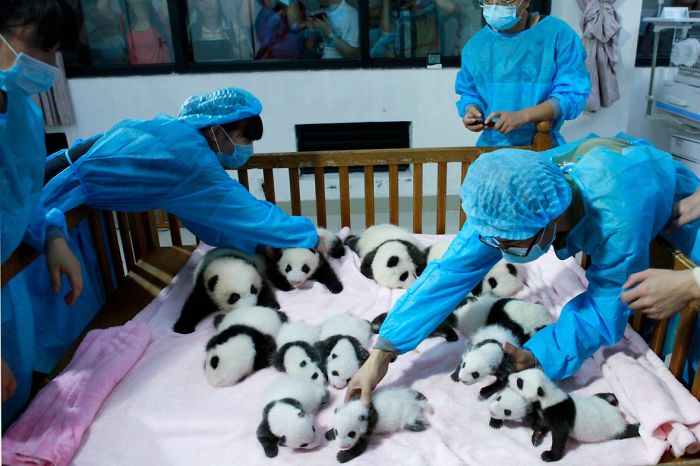 Breeders take care of giant panda cubs inside a crib at Chengdu Research Base of Giant Panda Breeding in Chengdu